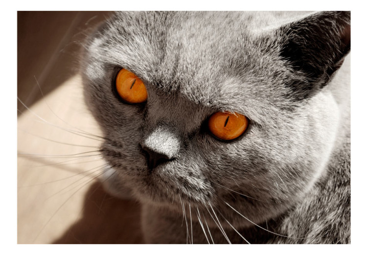 Wall Mural Animal in the picture - portrait of a grey cat with orange eyes 90088 additionalImage 1