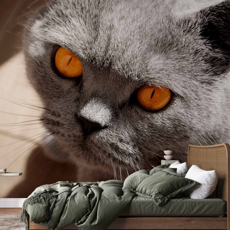 Wall Mural Animal in the picture - portrait of a grey cat with orange eyes 90088 additionalImage 2