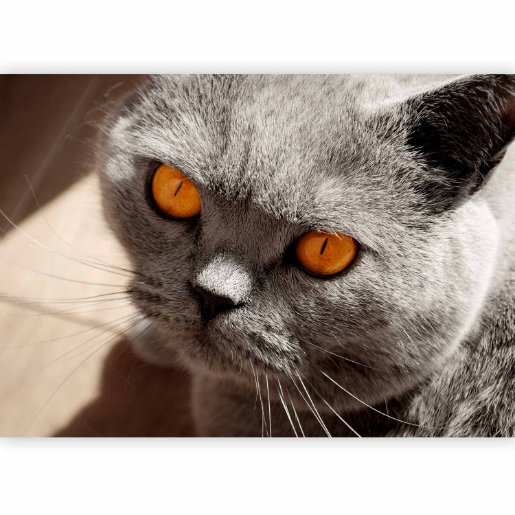 Wall Mural Animal in the picture - portrait of a grey cat with orange eyes 90088 additionalImage 5