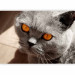 Wall Mural Animal in the picture - portrait of a grey cat with orange eyes 90088 additionalThumb 5