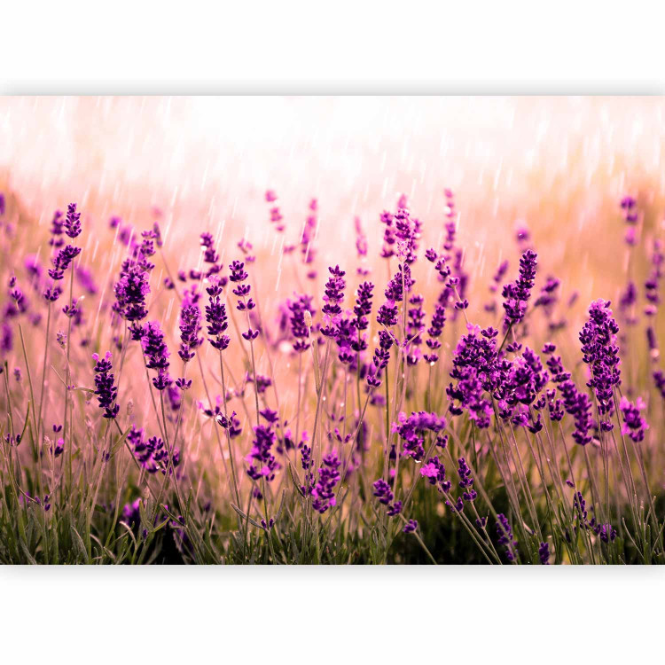Wall Mural Lavender in the rain - landscape of a meadow with purple flowers and a blurred background 92588 additionalImage 1