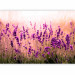 Wall Mural Lavender in the rain - landscape of a meadow with purple flowers and a blurred background 92588 additionalThumb 1