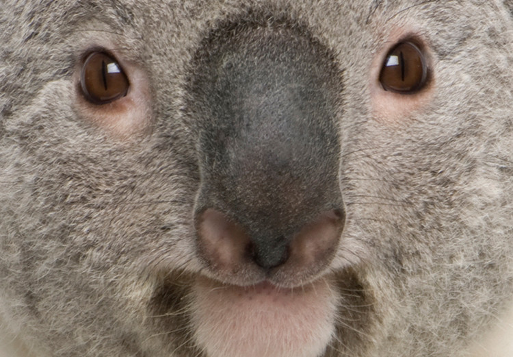 Poster Koala - composition for children with a gray and white Australian mammal 114398 additionalImage 11