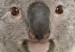 Poster Koala - composition for children with a gray and white Australian mammal 114398 additionalThumb 11