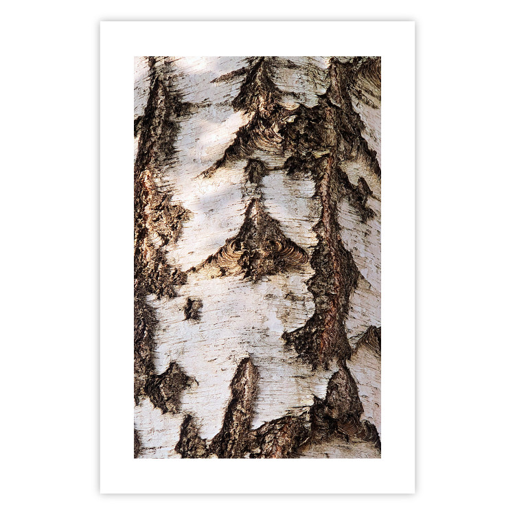 Poster Beautiful Texture - birch tree bark texture in light color 130798 additionalImage 25