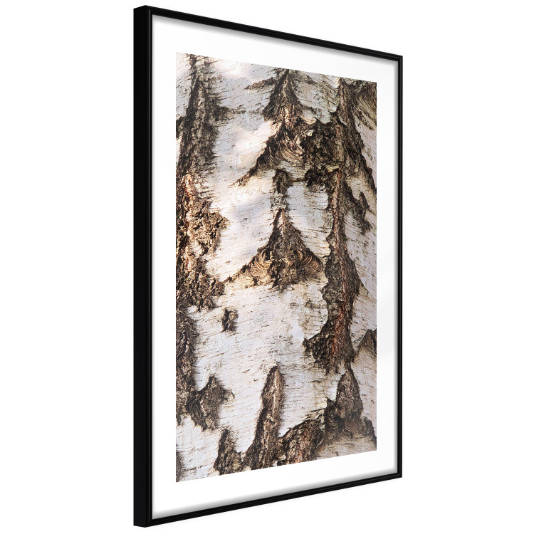 Poster Beautiful Texture - birch tree bark texture in light color 130798 additionalImage 8