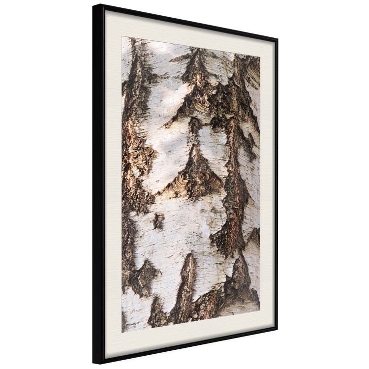 Poster Beautiful Texture - birch tree bark texture in light color 130798 additionalImage 2