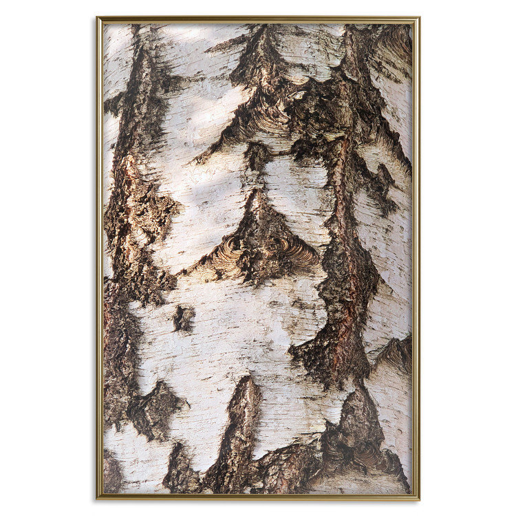 Poster Beautiful Texture - birch tree bark texture in light color 130798 additionalImage 21