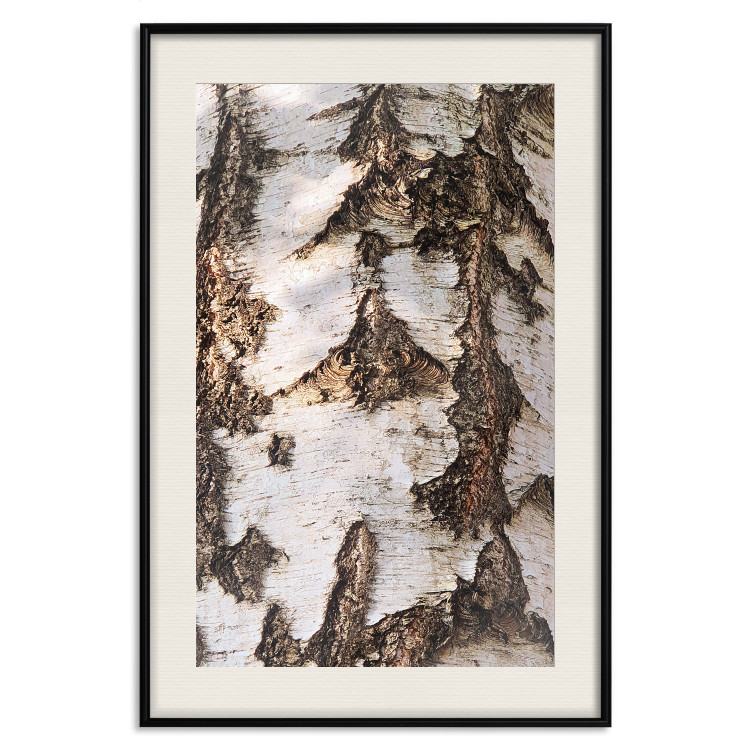 Poster Beautiful Texture - birch tree bark texture in light color 130798 additionalImage 19