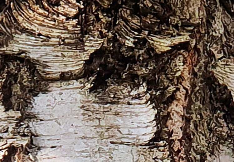 Poster Beautiful Texture - birch tree bark texture in light color 130798 additionalImage 12