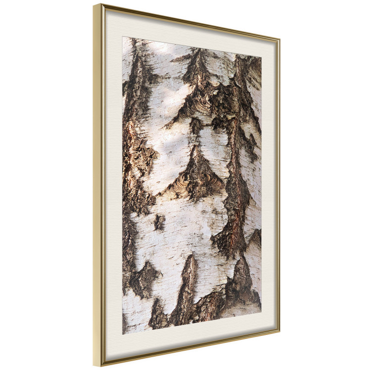 Poster Beautiful Texture - birch tree bark texture in light color 130798 additionalImage 3