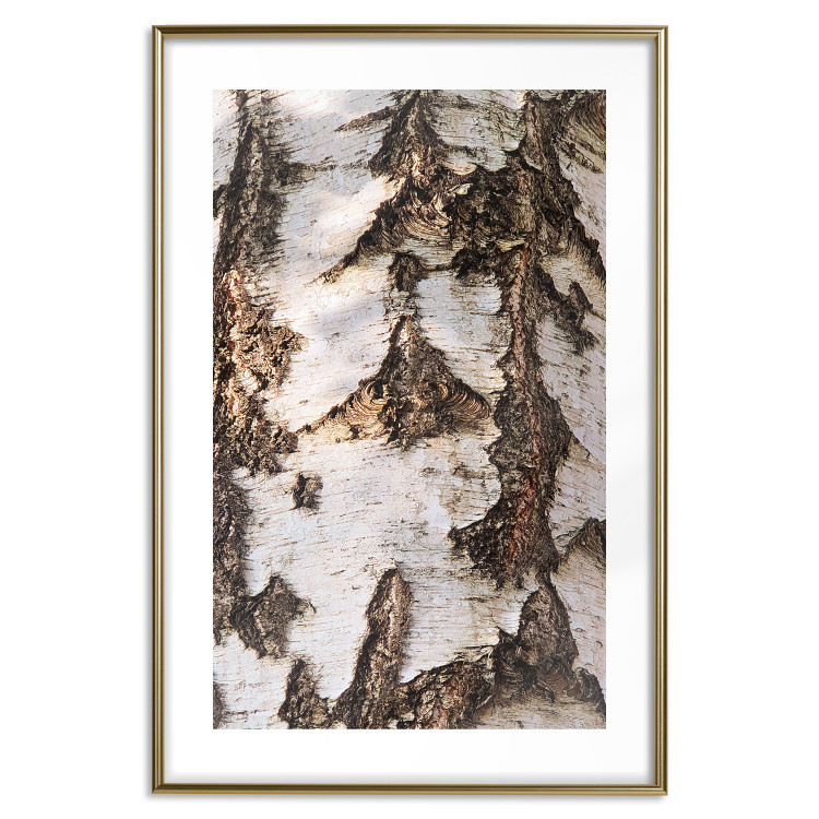 Poster Beautiful Texture - birch tree bark texture in light color 130798 additionalImage 16