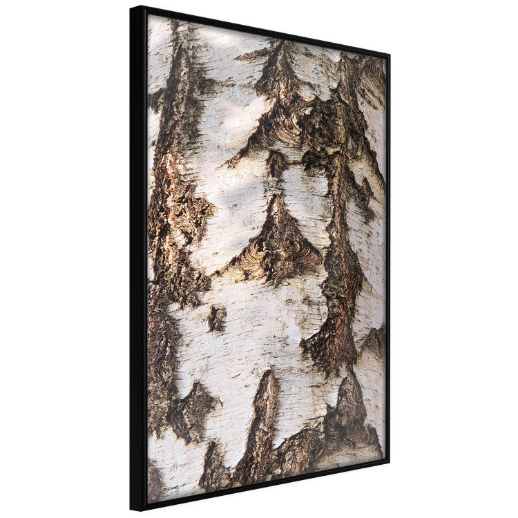 Poster Beautiful Texture - birch tree bark texture in light color 130798 additionalImage 13