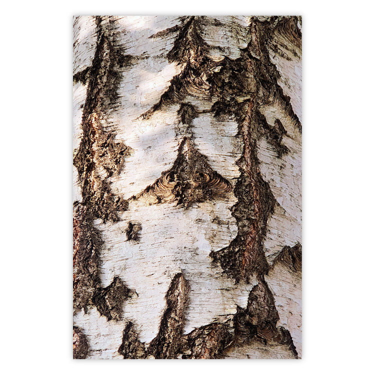 Poster Beautiful Texture - birch tree bark texture in light color 130798