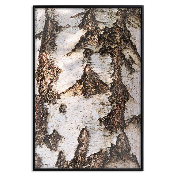 Poster Beautiful Texture - birch tree bark texture in light color 130798 additionalImage 16