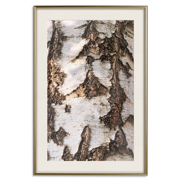 Poster Beautiful Texture - birch tree bark texture in light color 130798 additionalImage 20