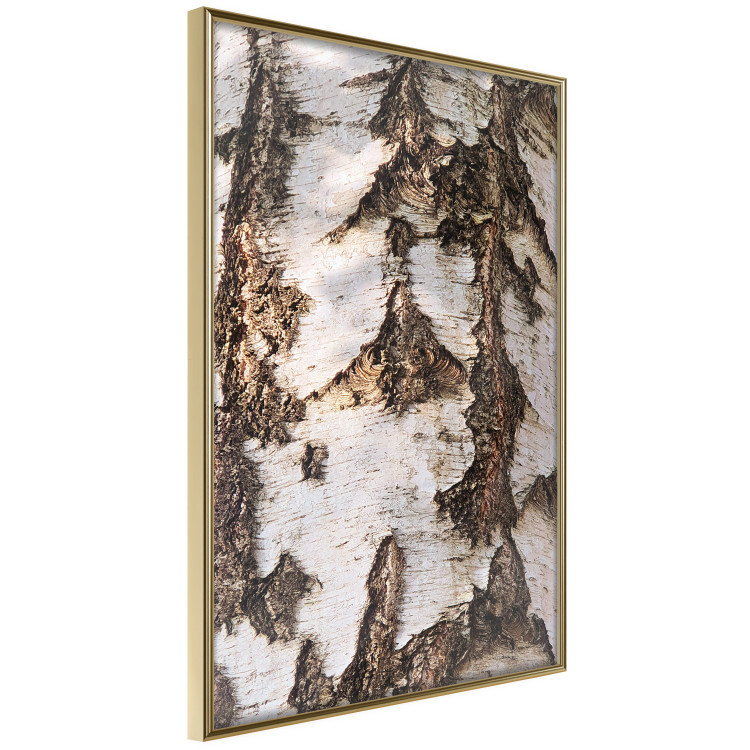 Poster Beautiful Texture - birch tree bark texture in light color 130798 additionalImage 14