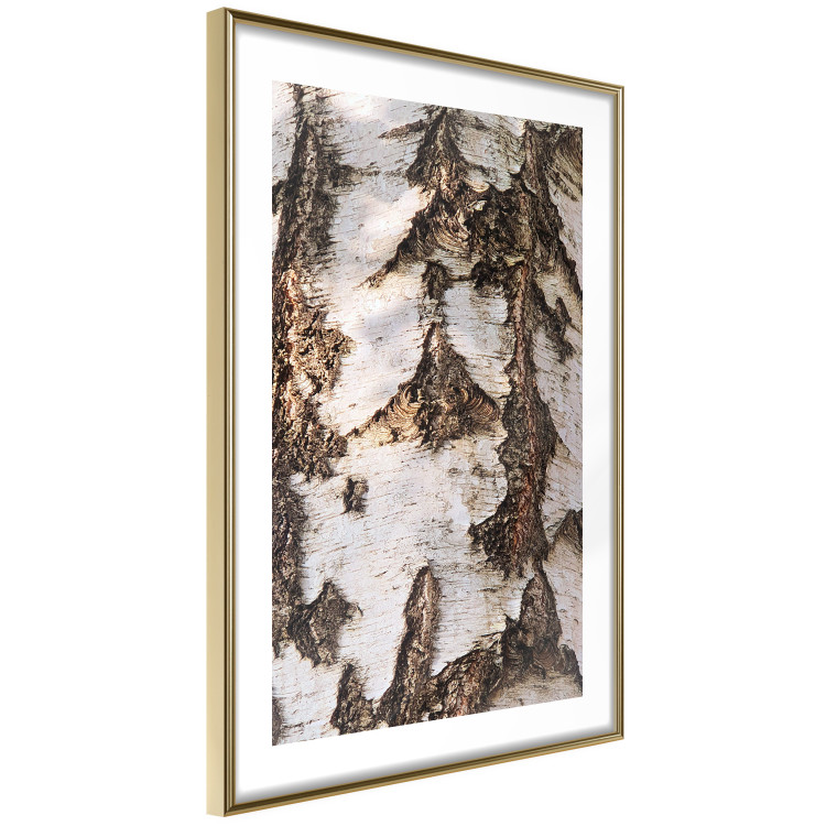 Poster Beautiful Texture - birch tree bark texture in light color 130798 additionalImage 7
