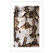 Poster Beautiful Texture - birch tree bark texture in light color 130798 additionalThumb 25