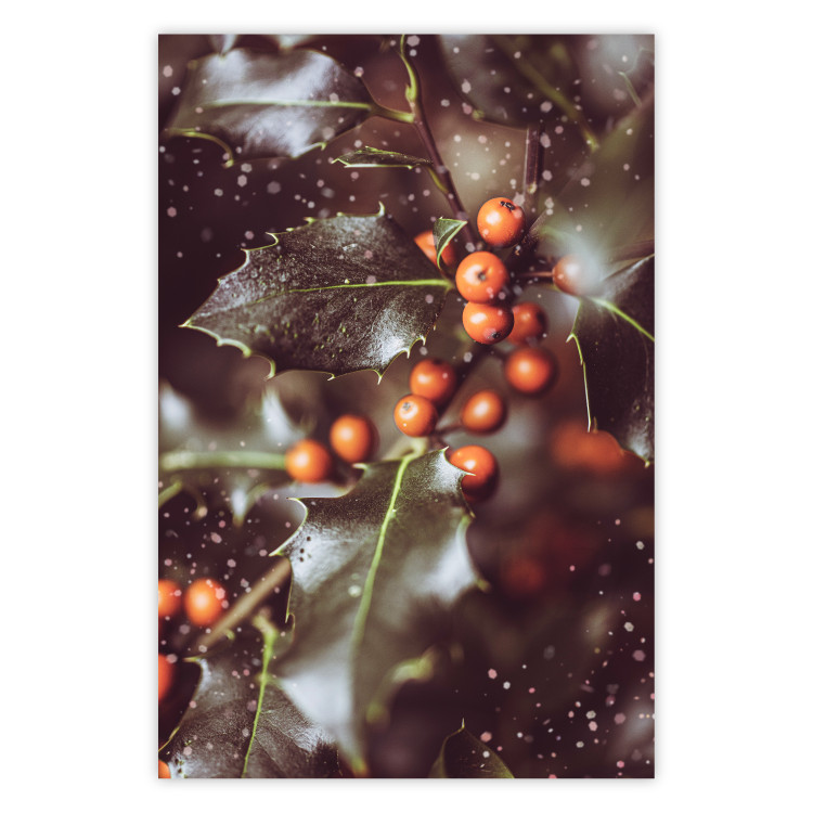 Poster Magic Shrub - plant with green leaves in a wintry holiday atmosphere 132198
