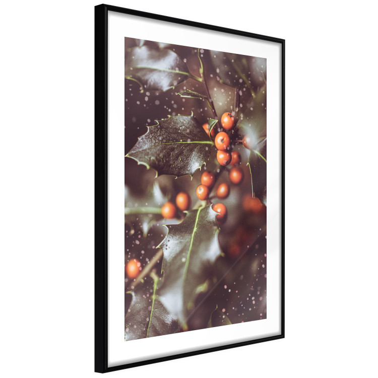 Poster Magic Shrub - plant with green leaves in a wintry holiday atmosphere 132198 additionalImage 6