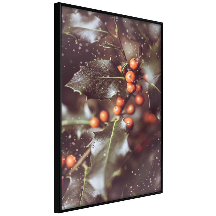 Poster Magic Shrub - plant with green leaves in a wintry holiday atmosphere 132198 additionalImage 11