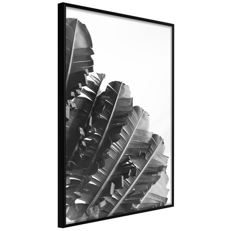 Poster Banana Fan - gray leaves with distinct texture on a white background 135598 additionalImage 27