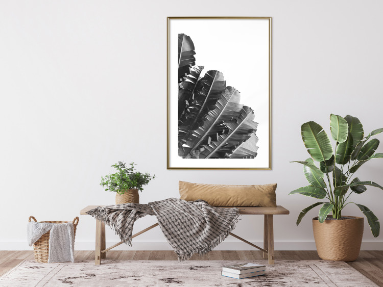 Poster Banana Fan - gray leaves with distinct texture on a white background 135598 additionalImage 17