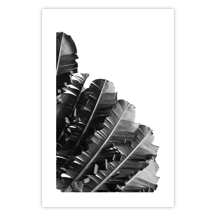 Poster Banana Fan - gray leaves with distinct texture on a white background 135598 additionalImage 13