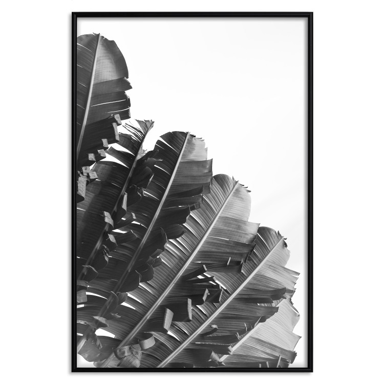 Poster Banana Fan - gray leaves with distinct texture on a white background 135598 additionalImage 11