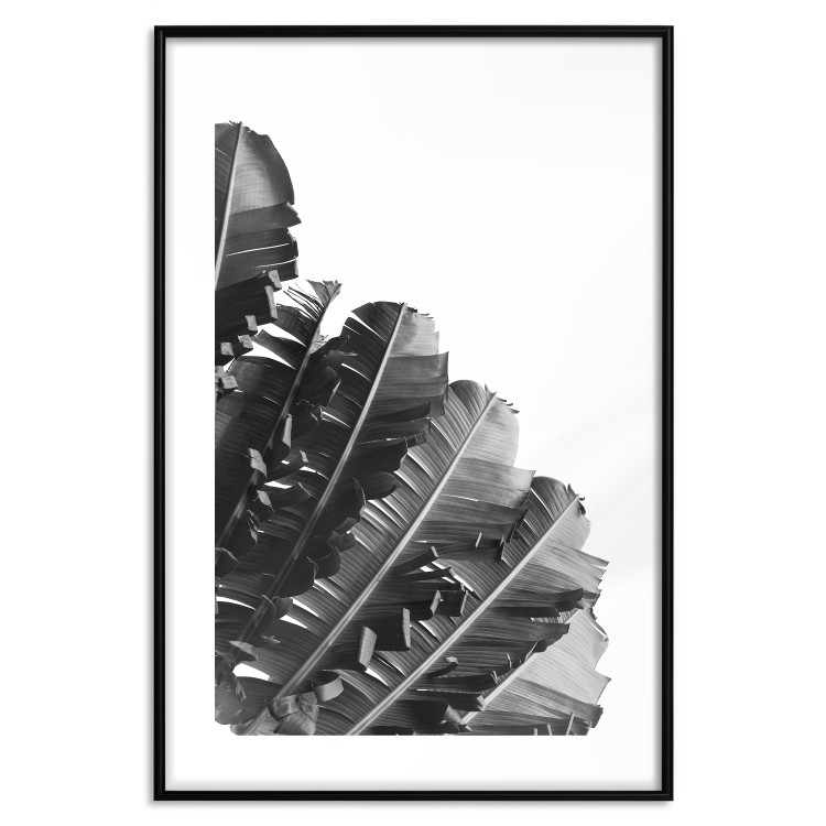 Poster Banana Fan - gray leaves with distinct texture on a white background 135598 additionalImage 5