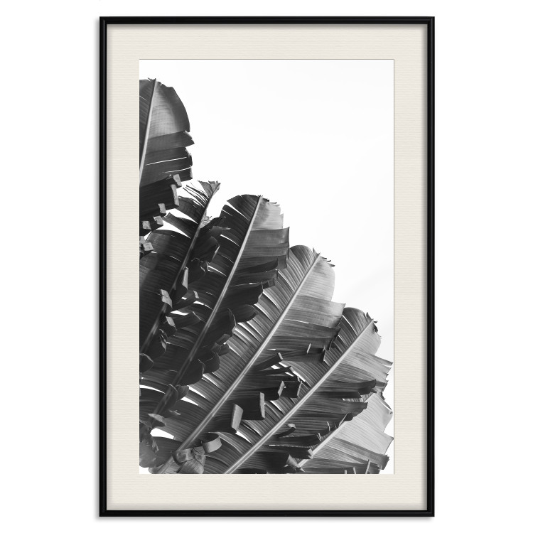 Poster Banana Fan - gray leaves with distinct texture on a white background 135598 additionalImage 5