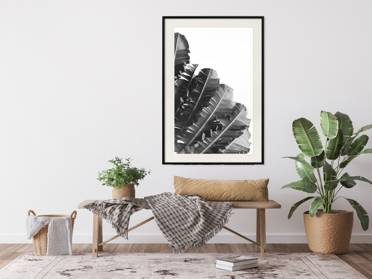 Poster Banana Fan - gray leaves with distinct texture on a white background 135598 additionalImage 15