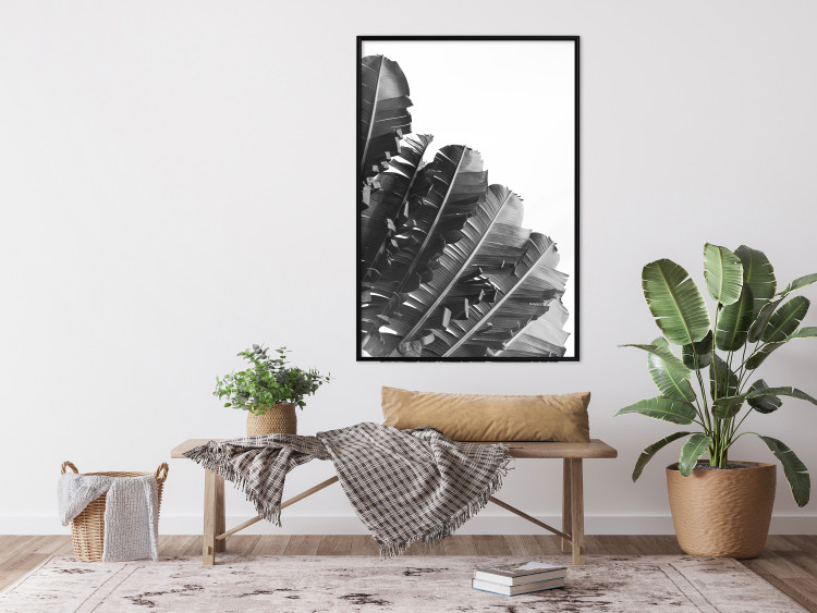Poster Banana Fan - gray leaves with distinct texture on a white background 135598 additionalImage 18