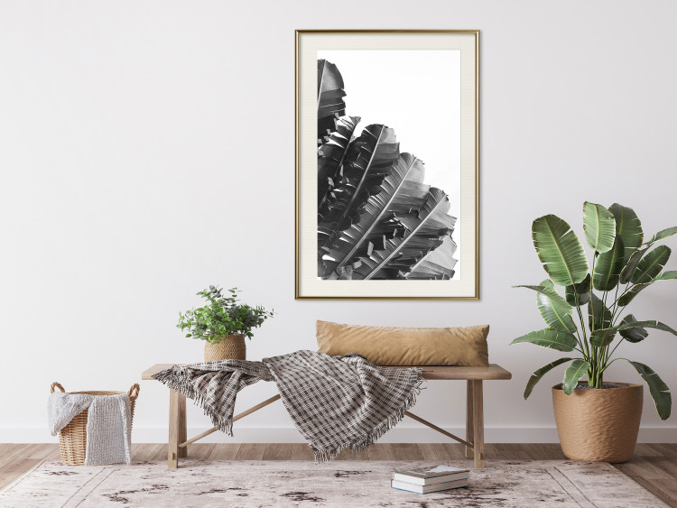 Poster Banana Fan - gray leaves with distinct texture on a white background 135598 additionalImage 10