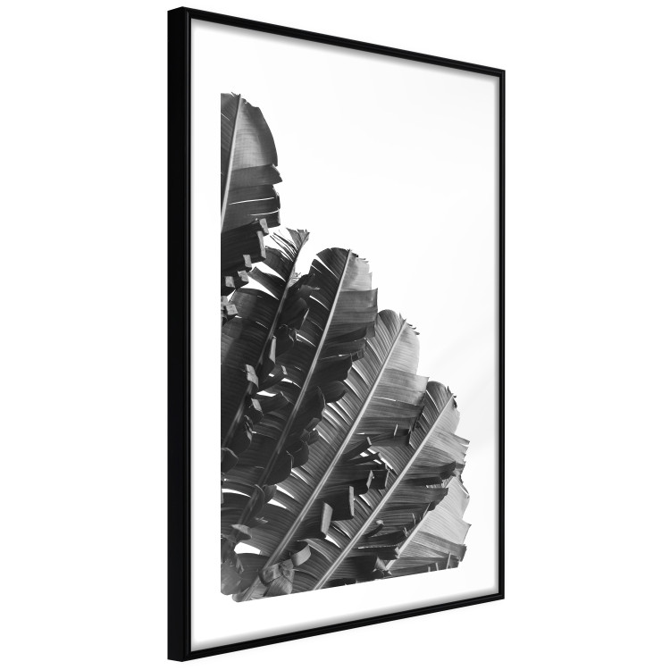 Poster Banana Fan - gray leaves with distinct texture on a white background 135598 additionalImage 18