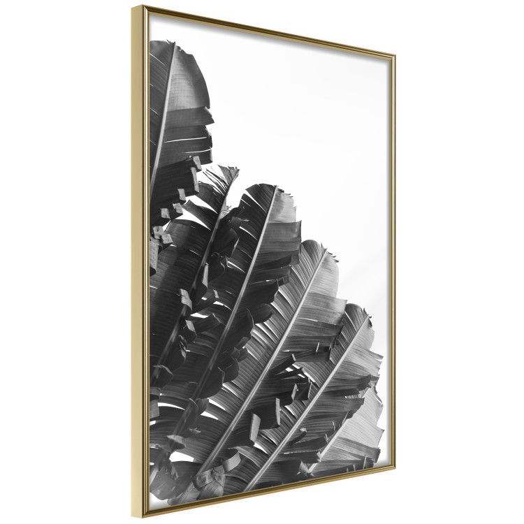 Poster Banana Fan - gray leaves with distinct texture on a white background 135598 additionalImage 26