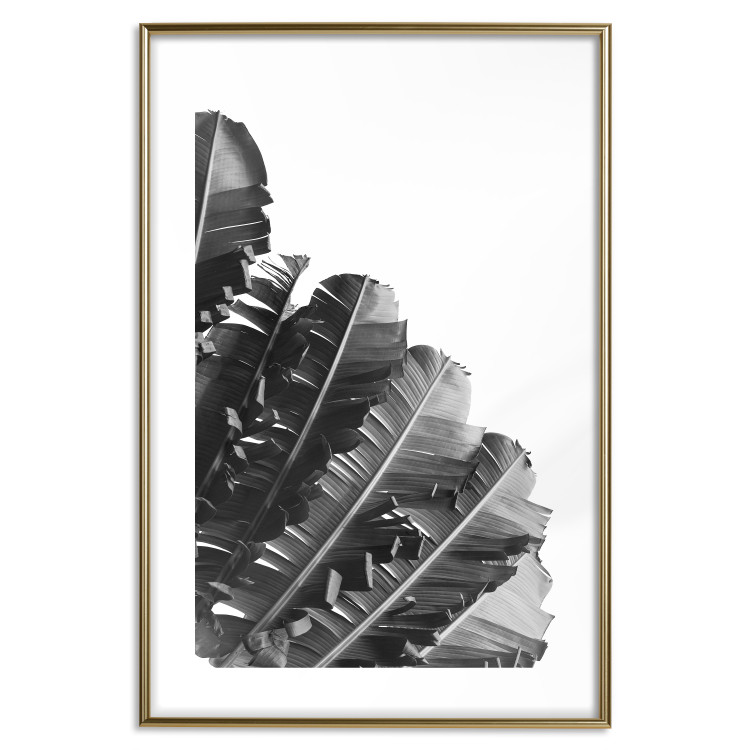 Poster Banana Fan - gray leaves with distinct texture on a white background 135598 additionalImage 8