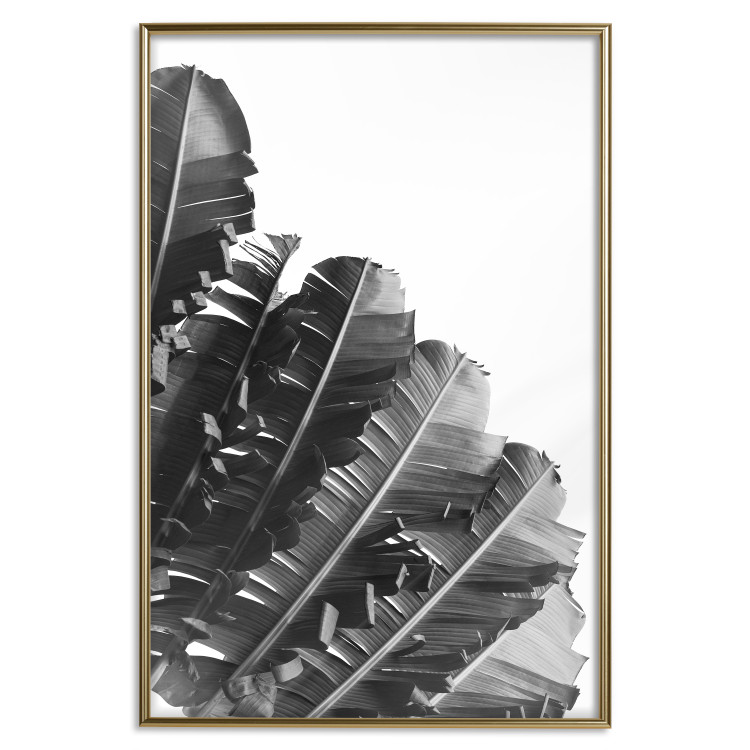 Poster Banana Fan - gray leaves with distinct texture on a white background 135598 additionalImage 7