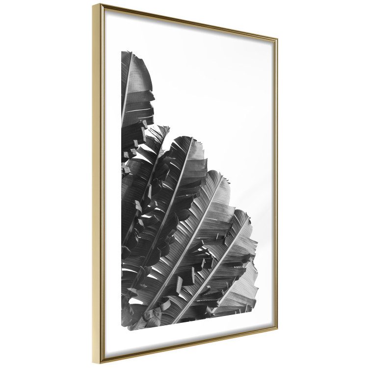 Poster Banana Fan - gray leaves with distinct texture on a white background 135598 additionalImage 24