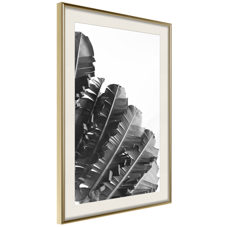 Poster Banana Fan - gray leaves with distinct texture on a white background 135598 additionalImage 23
