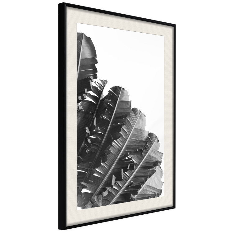 Poster Banana Fan - gray leaves with distinct texture on a white background 135598 additionalImage 22