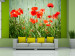 Photo Wallpaper Field of Red Poppies - Meadow Close-up of Flowers with a Blurred Background 60398