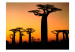 Wall Mural African baobab trees 61398 additionalThumb 1