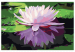 Paint by number Water Lily 107509 additionalThumb 7
