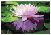 Paint by number Water Lily 107509 additionalThumb 6