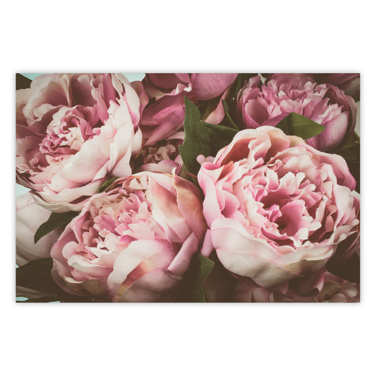 Wall Poster Pink Peonies - floral composition with flowers in pastel colors 116409