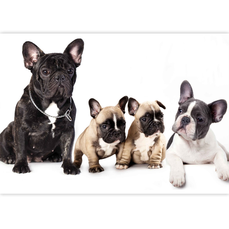Photo Wallpaper Dog family - children's photograph with French bulldogs 129009 additionalImage 3