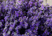 Large canvas print Secret Lavender Bouquet II [Large Format] 136409 additionalThumb 4