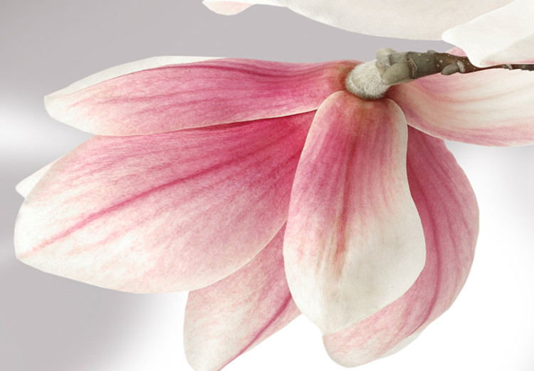 Large canvas print Glitter of the Magnolia Flower II [Large Format] 150809 additionalImage 4